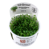 045A TC Dwarf Pearl Glossostigma elatinoides